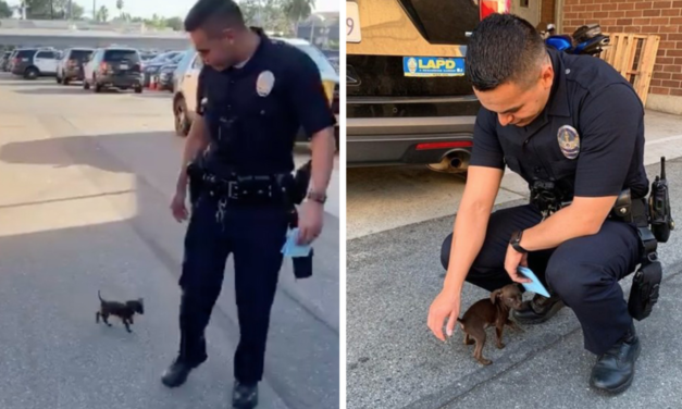 Tiny Abandoned Puppy Chases Cop Down The Street And Begs To Be Adopted