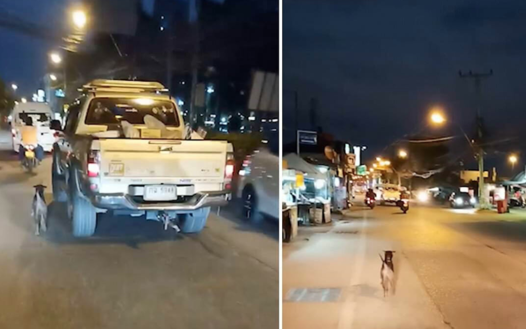Dumped dog runs after owner’s truck