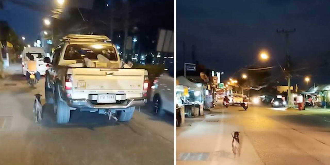 Dumped dog runs after owner’s truck