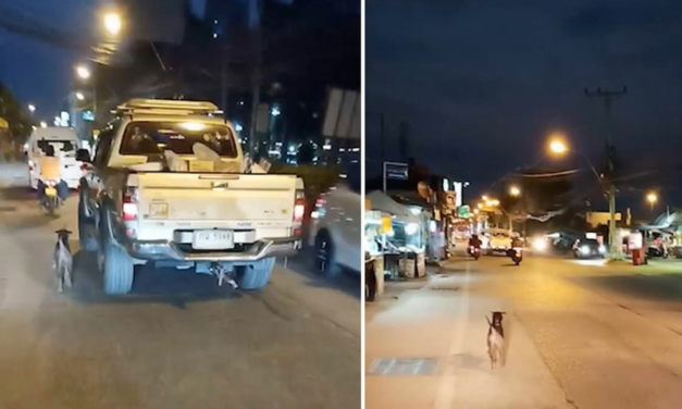 Dumped dog runs after owner’s truck