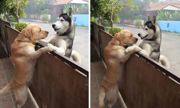 Lonely Dog Escapes Yard To Get A Hug From His Best Friend