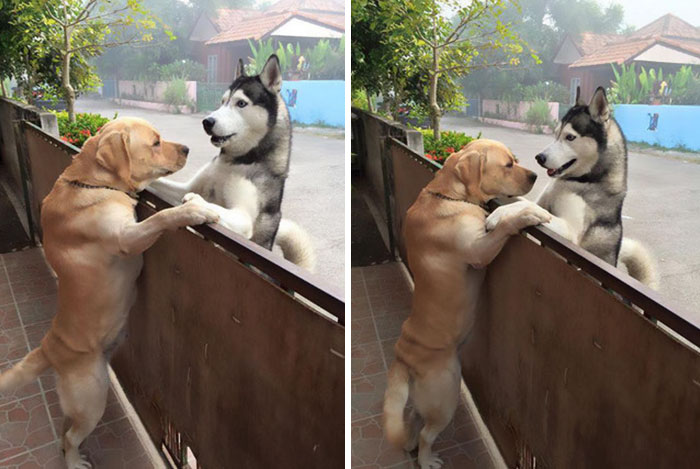 Lonely Dog Escapes Yard To Get A Hug From His Best Friend