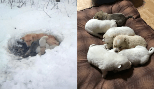 Litter of 6 Survives In The Cold Due To The Caring Love Of Their Mother, Gets Saved By The Locals