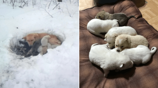 Litter of 6 Survives In The Cold Due To The Caring Love Of Their Mother, Gets Saved By The Locals
