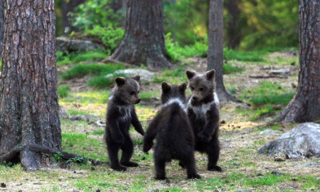 Baby Bears Spotted ‘Dancing’ In Fairytale Moment Captured On Camera
