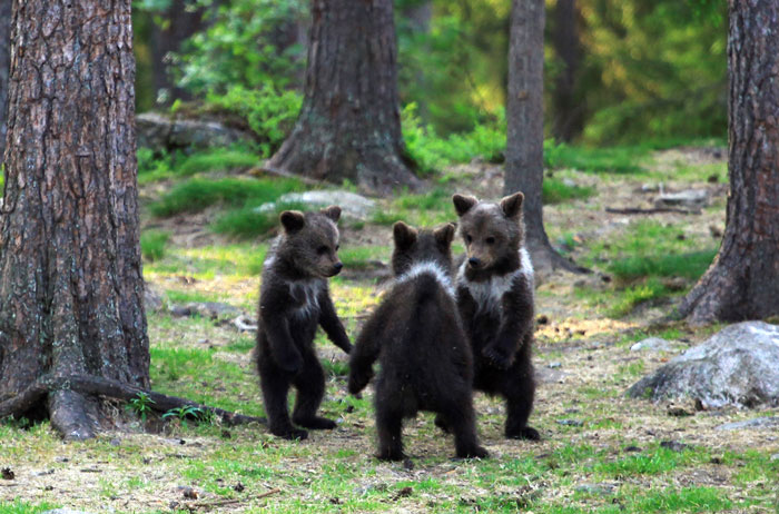 Baby Bears Spotted ‘Dancing’ In Fairytale Moment Captured On Camera