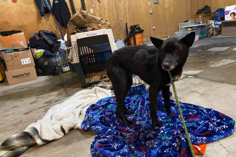 Family Dog Who Disappeared During House Fire Before Christmas Found Alive