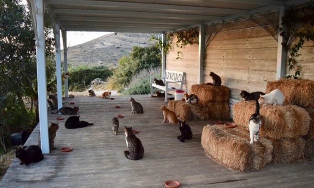 Cat Sanctuary Seeks Caretaker To Live With 55 Cats On A Beautiful Greek Island