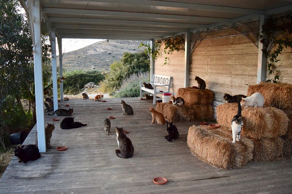 Cat Sanctuary Seeks Caretaker To Live With 55 Cats On A Beautiful Greek Island