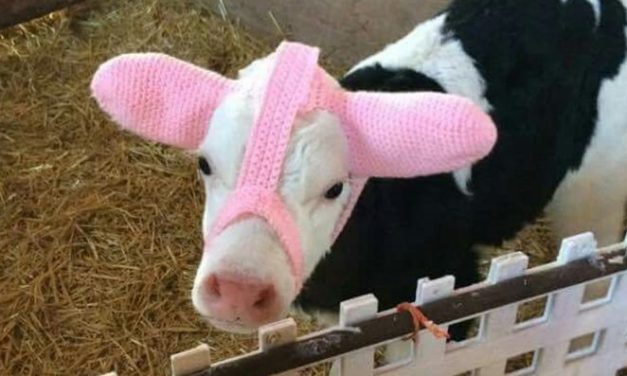 Farmers Are Using Earmuffs To Protect Their Calves From Frostbite, And It’s Adorable