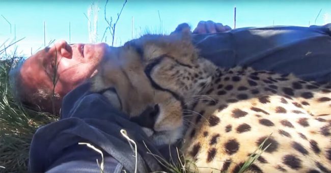 Cheetah Decides to Join Photographer Who Was Napping Under a Tree