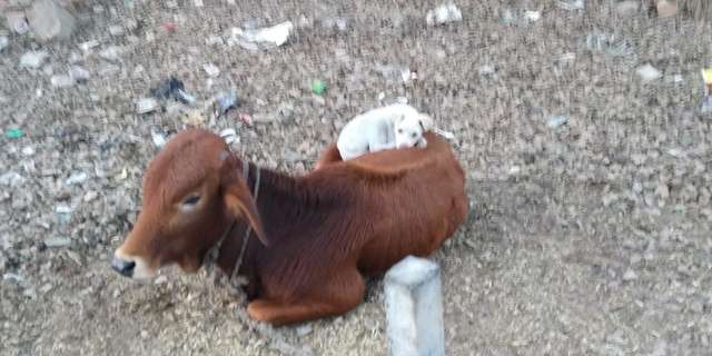 Dog Decides To Join a Cow Taking A Nap