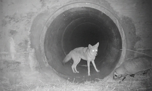 Coyote And Badger Unusual Friendship Caught On Video, And It’s Going Viral