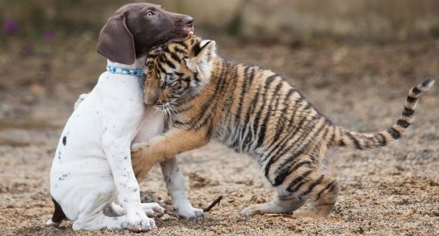 Baby Tiger Rejected By Mother Finds A Best Friend In A Puppy