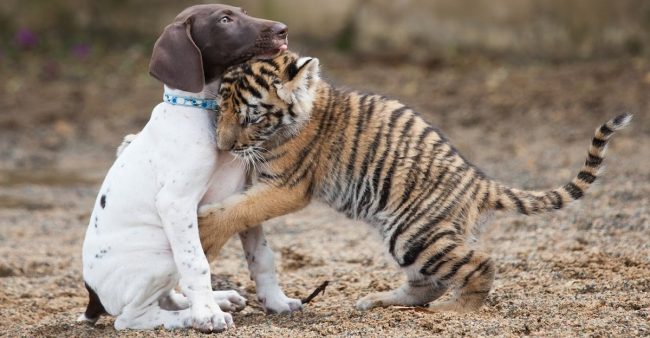 Baby Tiger Rejected By Mother Finds A Best Friend In A Puppy