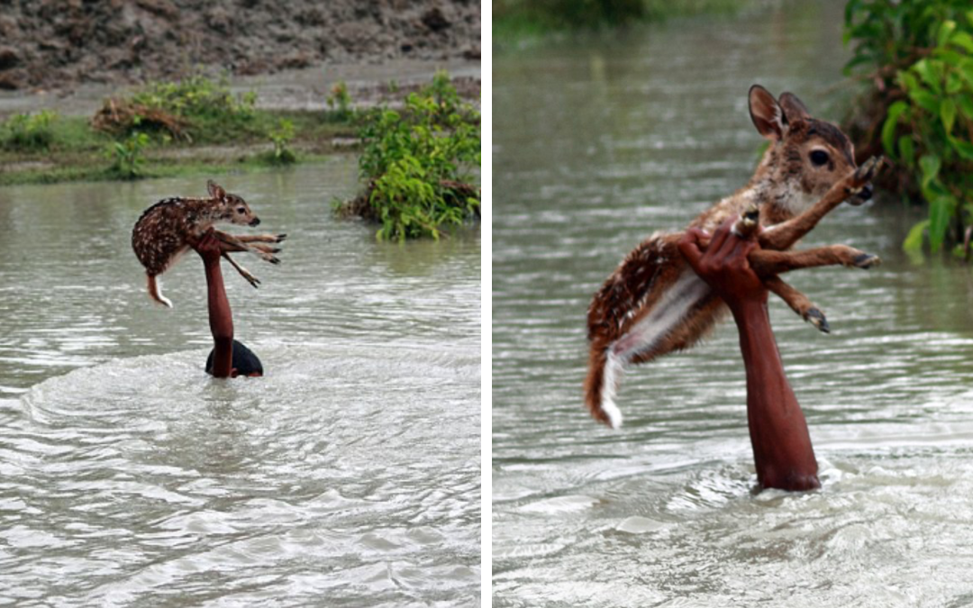 A Rescue Story To Remember: Heroic Boy Risks His Life To Save A Drowning Baby Deer