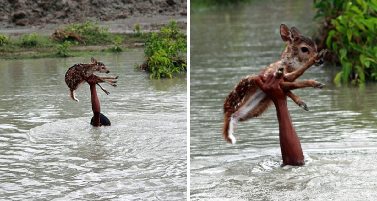 A Rescue Story To Remember: Heroic Boy Risks His Life To Save A Drowning Baby Deer