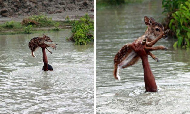A Rescue Story To Remember: Heroic Boy Risks His Life To Save A Drowning Baby Deer