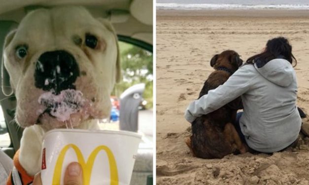 Retired Nurse Starts Dog Hospice To Shower Abandoned Dogs With Love During The Last Days Of Their Lives