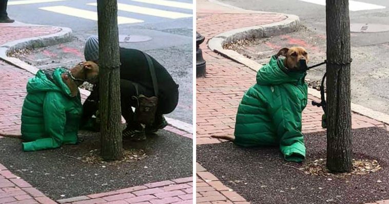 Kind Woman Gives Her Own Jacket To Her Dog In The Cold Weather