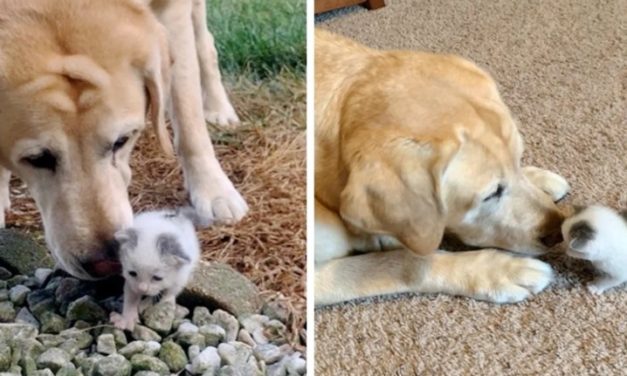 Dog Takes Care Of Stray Kitten Who Was Found Alone on Farm