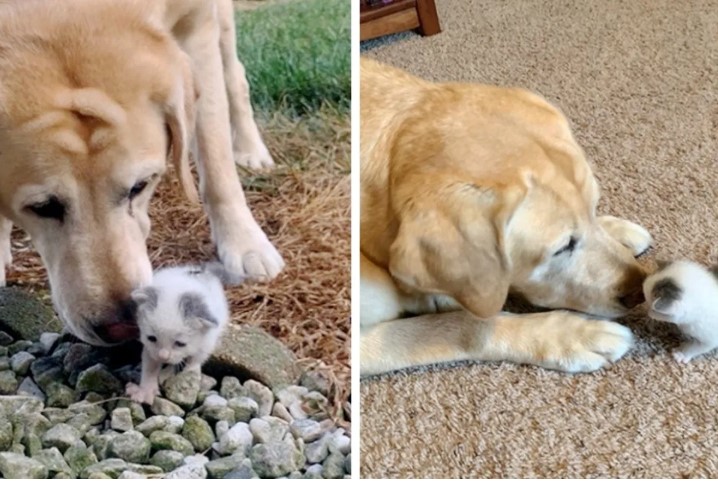 Dog Takes Care Of Stray Kitten Who Was Found Alone on Farm