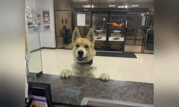Dog Strolls Into Police Station On His Own To Report Himself Missing