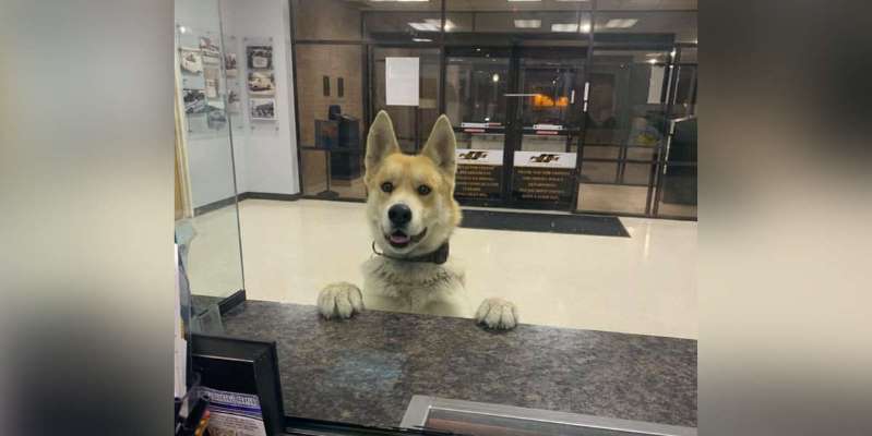 Dog Strolls Into Police Station On His Own To Report Himself Missing