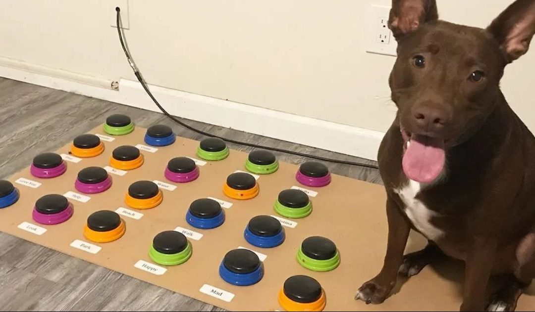 Speech Pathologist Teaches Dog To Communicate Through A Soundboard