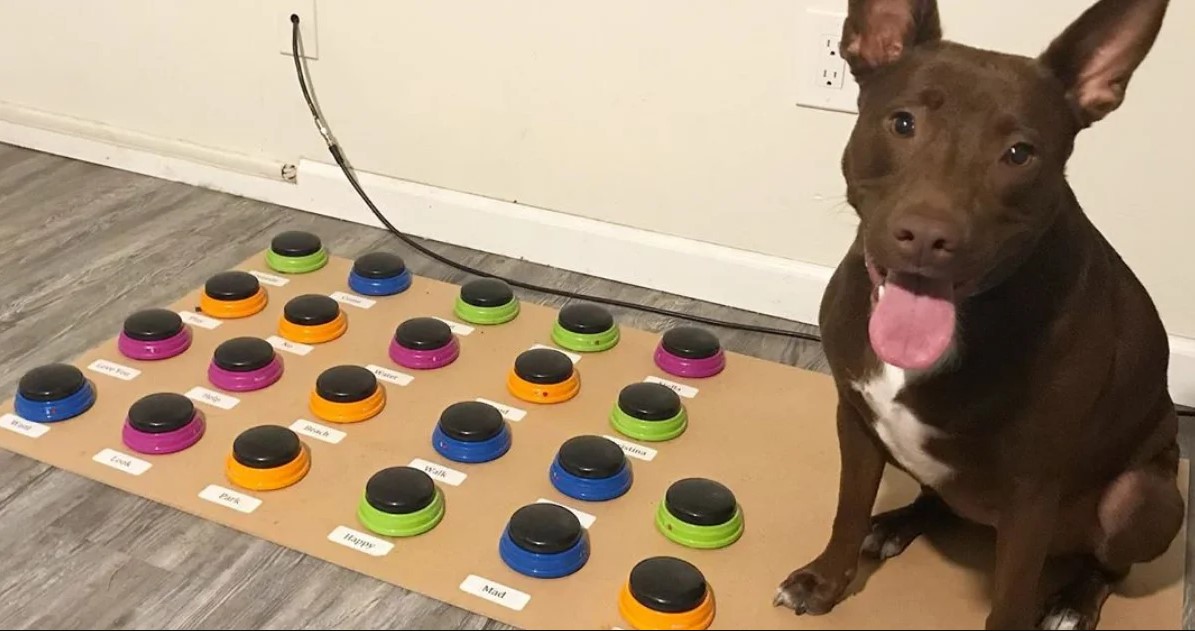 Speech Pathologist Teaches Dog To Communicate Through A Soundboard
