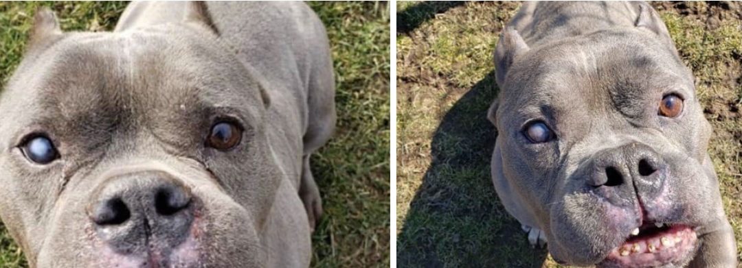 No One Wants To Adopt ‘Ugly’ Pit Bull Who Just Wants A Home