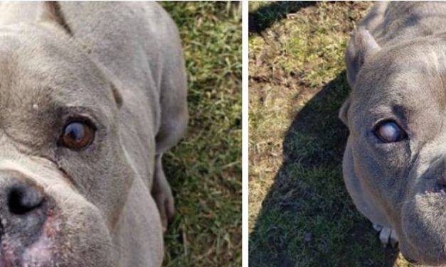 No One Wants To Adopt ‘Ugly’ Pit Bull Who Just Wants A Home