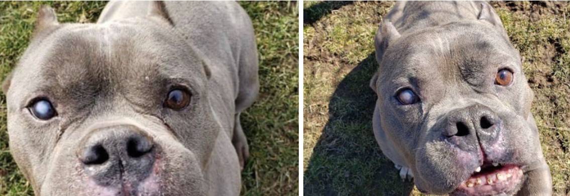 No One Wants To Adopt ‘Ugly’ Pit Bull Who Just Wants A Home