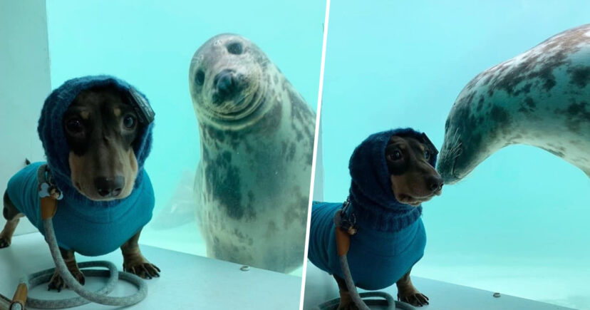 Sausage Dog And Seal Become Best Friends After Sharing a Magical Moment