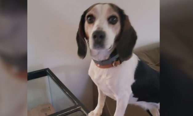$10,000 Reward Offered After Family Dog Found Beheaded In Their Backyard
