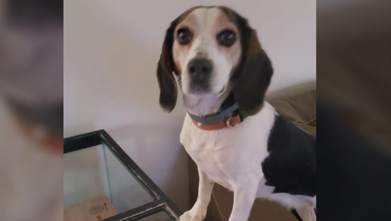 $10,000 Reward Offered After Family Dog Found Beheaded In Their Backyard