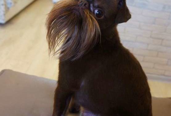 This Dog Has The Longest, Craziest Beard That Would Make Grown Men Jealous