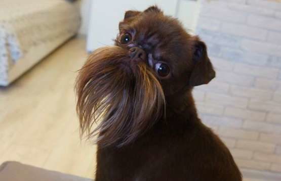 This Dog Has The Longest, Craziest Beard That Would Make Grown Men Jealous