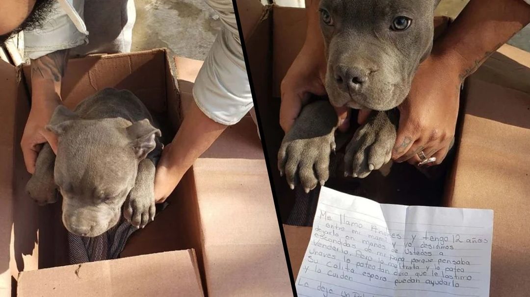Boy Leaves Helpless Puppy At A Shelter To Protect Him From Abusive Father