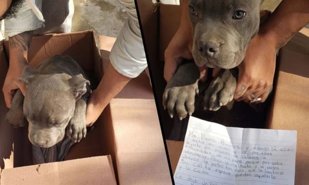 Boy Leaves Helpless Puppy At A Shelter To Protect Him From Abusive Father