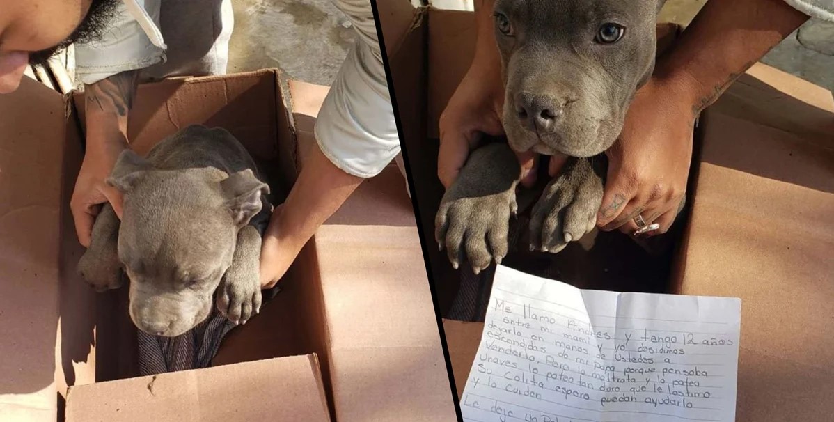 Boy Leaves Helpless Puppy At A Shelter To Protect Him From Abusive Father