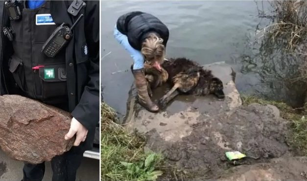 Women Notices Drowning Dog In The Water Tied To A Giant Rock