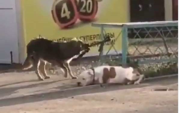 Stray Dog Helps a Dog Tied to a Fence and Works to Set Him Free