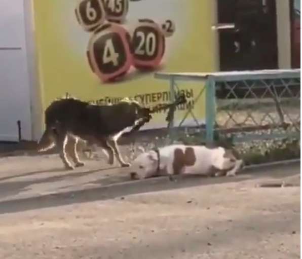 Stray Dog Helps a Dog Tied to a Fence and Works to Set Him Free