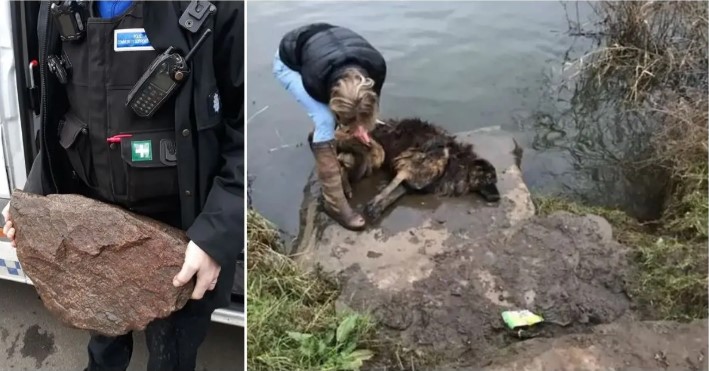 Women Notices Drowning Dog In The Water Tied To A Giant Rock