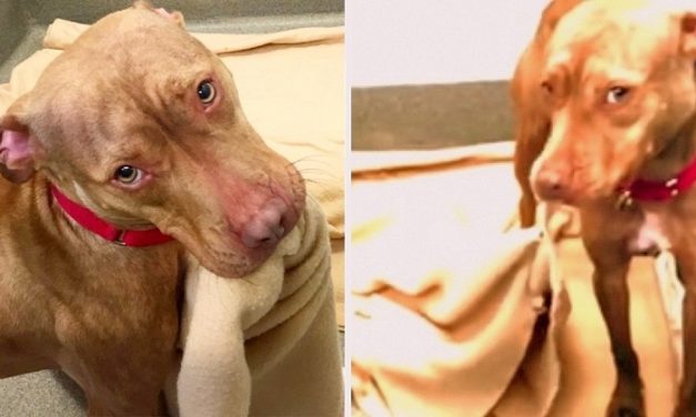 No One Would Adopt This Shelter Dog, So, He Started Making His Own Bed To Show He’s A Good Boy