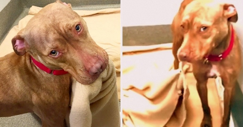 No One Would Adopt This Shelter Dog, So, He Started Making His Own Bed To Show He’s A Good Boy