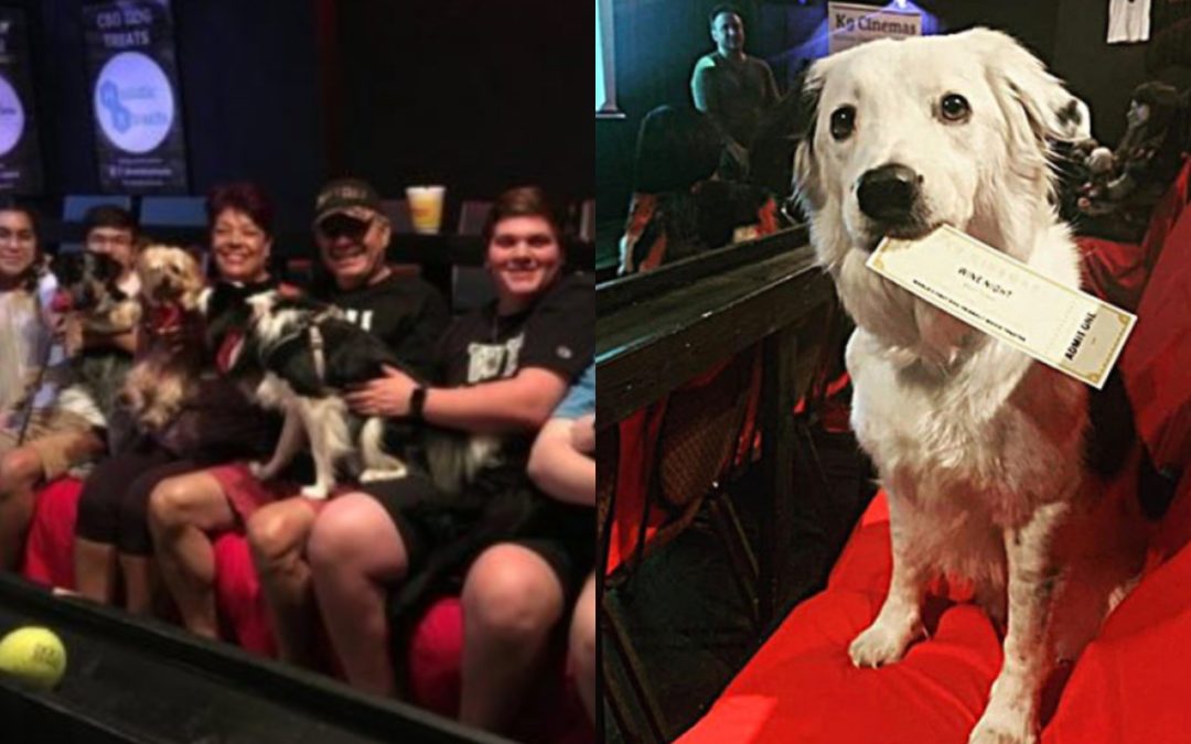 The Most Pet-Friendly Movie Theater Lets You Bring Your Dog, And Serves Free Bottomless Wine
