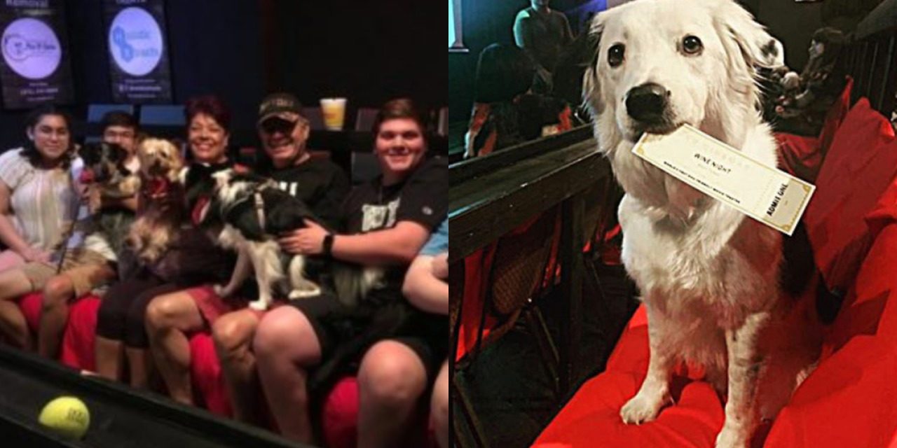 The Most Pet-Friendly Movie Theater Lets You Bring Your Dog, And Serves Free Bottomless Wine