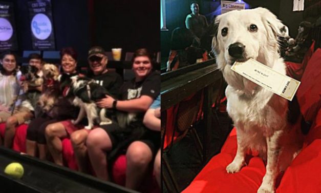 The Most Pet-Friendly Movie Theater Lets You Bring Your Dog, And Serves Free Bottomless Wine